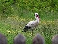 (5/20): 